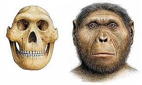 Paranthropus robustus hece 1.9 millones de años