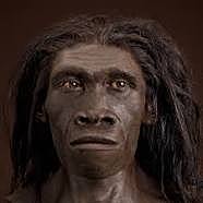 HOMO ERECTUS
