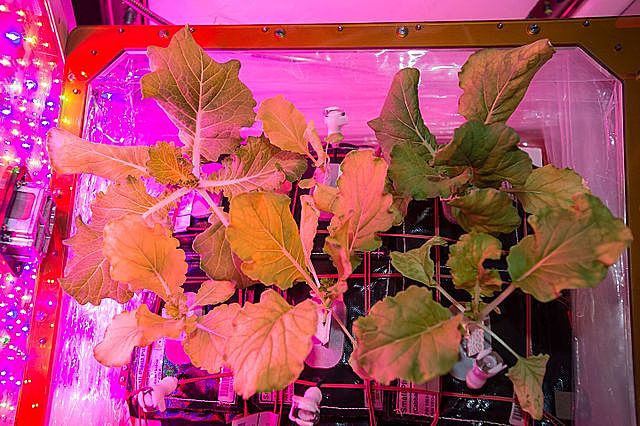Vegetable Production System (Veggie) Veg-01 the first vegetables grown on ISS