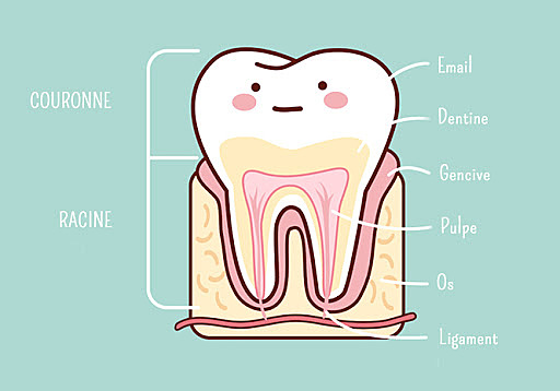 François Legault annonce que la fée des dents peut passer!