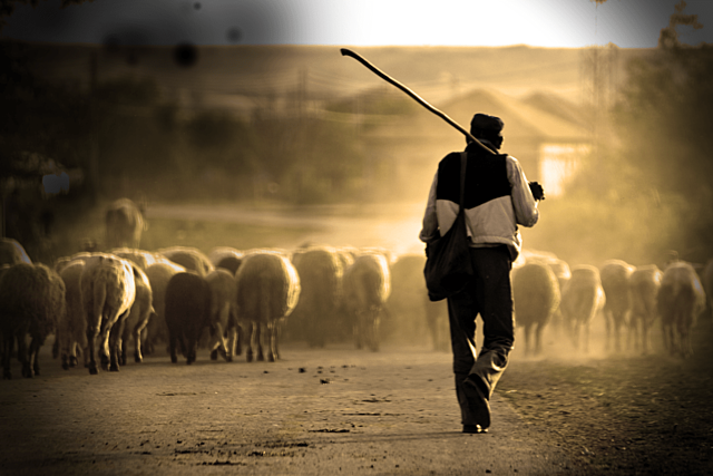 Introducción del rebaño