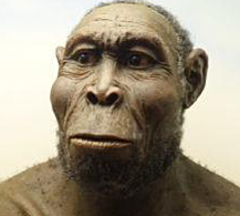 Homo Rudolfensis