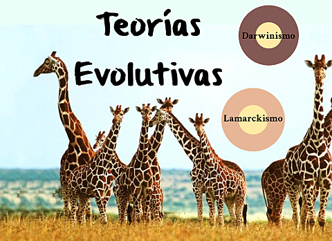 CONCEPTOS DE EVOLUCIÓN.