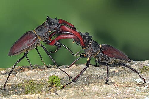 El origen del hombre y la selección en relación al sexo. Darwin.