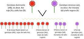 Tercera ley de Mendel