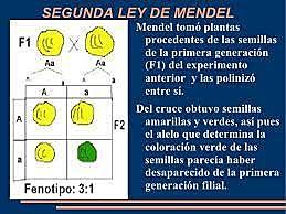 segunda ley de mendel