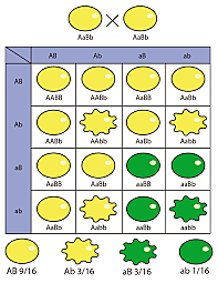 tercera ley de mendel