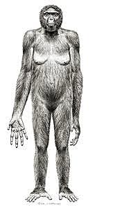 aparición del Ardipithecus kadaba