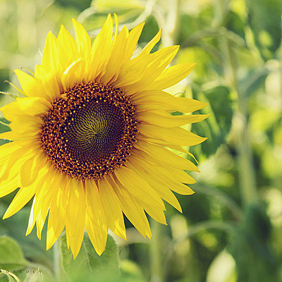 Timeline: Хронология роста подсолнечника