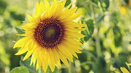 Timeline: Хронология роста подсолнечника