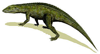 Crocodylomorpha