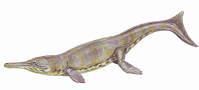 Metriorhynchus