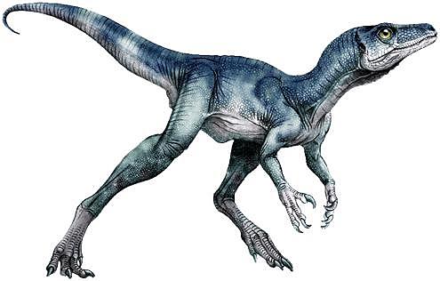 Eoraptor lunensis