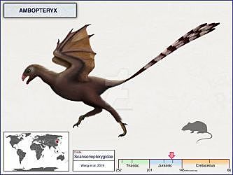 Ambopteryx