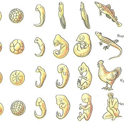 Timeline: Эволюция животных