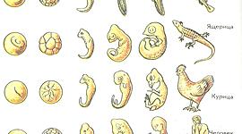 Timeline: Эволюция животных