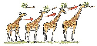 Teoría de evolucionismo según Lamarck