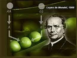 Mendel