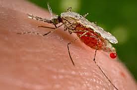 My first malaria