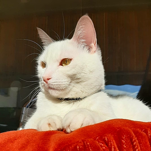 WHEN THEY GAVE ME A CAT