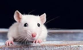 Educación animal, Watson