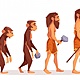 Evolución