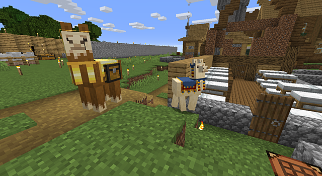 Woree llamas come out of Hiding day 2107