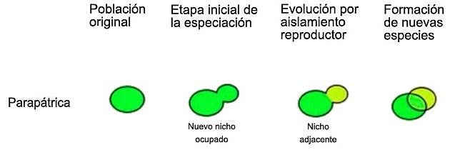 MODELO DE ESPECIACIÓN