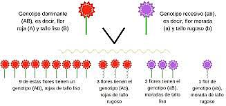 LEY DE LA SEGREGACIÓN