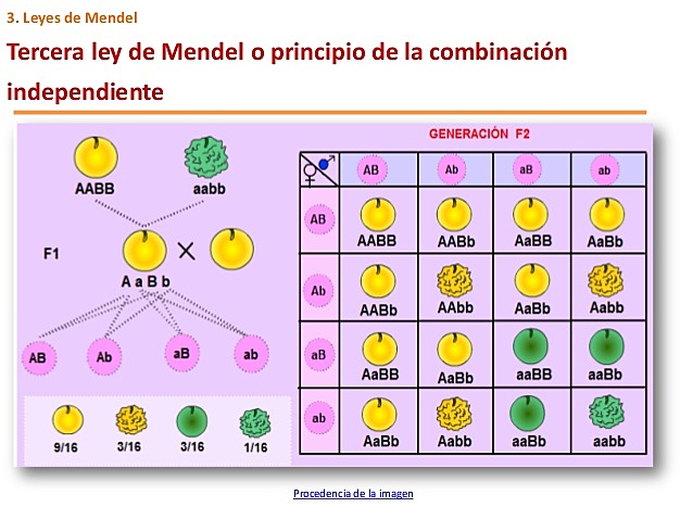 LEY DE LA COMBINACIÓN