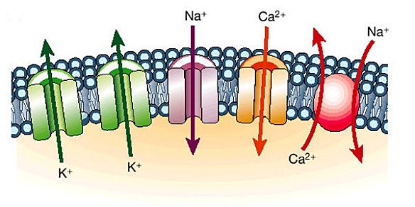 Consecuencias del estimulo