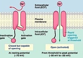 El estímulo llega al potencial de acción (+40 mv).