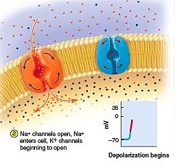 Se cierra el canal dependiente de voltaje para el potasio.