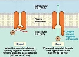 Se abren los canales de sodio ya que la intensidad del estímulo supera el umbral de -55 mv.
