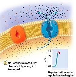 Luego ingresa sodio a favor del gradiente de concentración (se introducen cargas positivas en el lado interno negativo de la membrana).