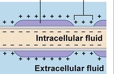 Cambia el potencial de la membrana nuevamente, volviéndose positiva afuera y negativa dentro.