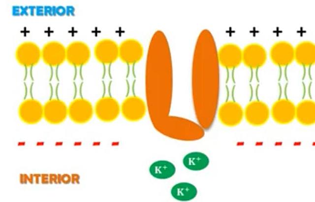 La membrana se encuentra polarizada