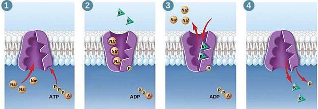 La célula cambia su polaridad quedando el lado intracelular positivo y el extracelular negativo.