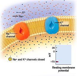 La membrana se encuentra polarizada