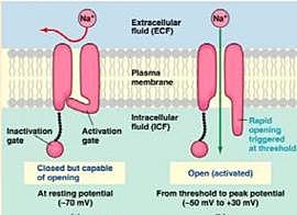 Llega el impulso nervioso al cono axónico.
