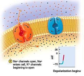 Se abren los canales de sodio ya que la intensidad del estímulo supera el umbral de -55 mv.