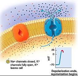 La célula cambia su polaridad quedando el lado intracelular positivo y el extracelular negativo.