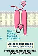El estímulo llega al potencial de acción (+40 mv).