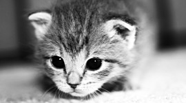 Timeline: La Antigua Roma