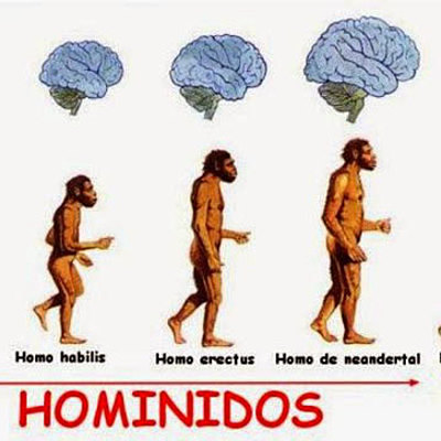 Timeline: HOMÍNIDOS