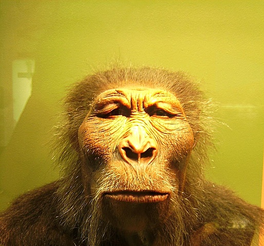 PARANTHROPUS