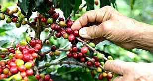11. Colombia se vuelve nación exportadora de café
