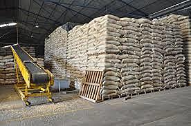 13. Crecen exportaciones de café