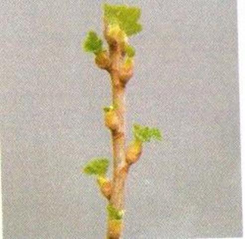 BUD BURST