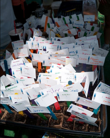 Seedlings are Transplanted